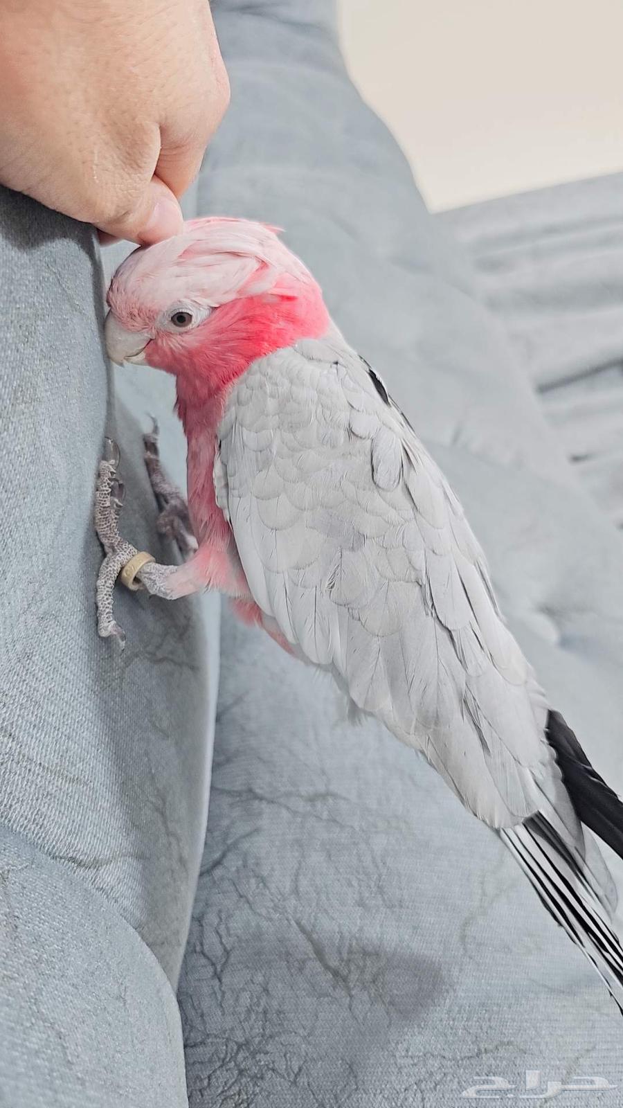 كوكاتو قالا تم البيع64481434085505110