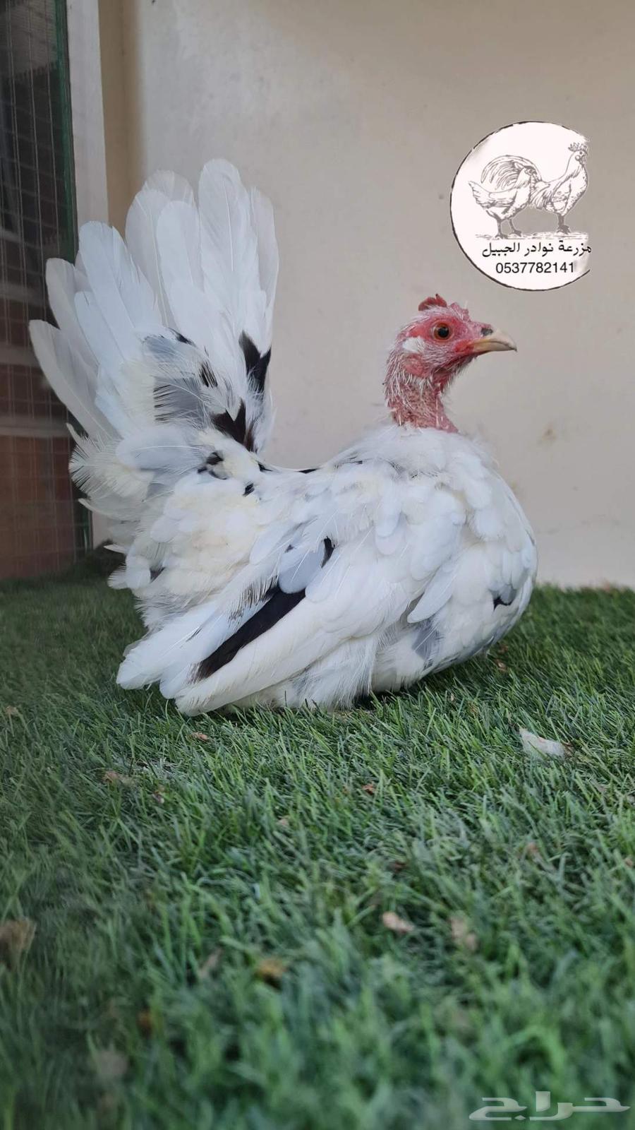 Dwarf Gamefowl Chickens64484772915457114