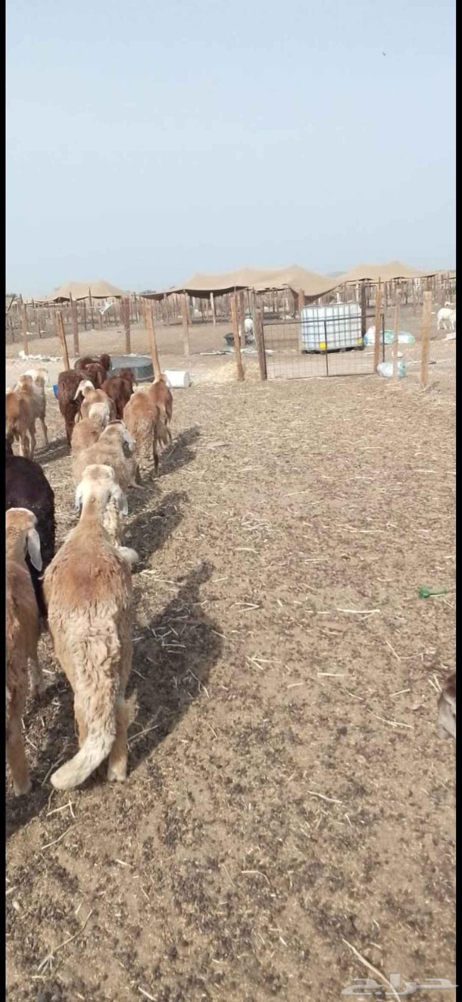 Jeddah64485406165763110