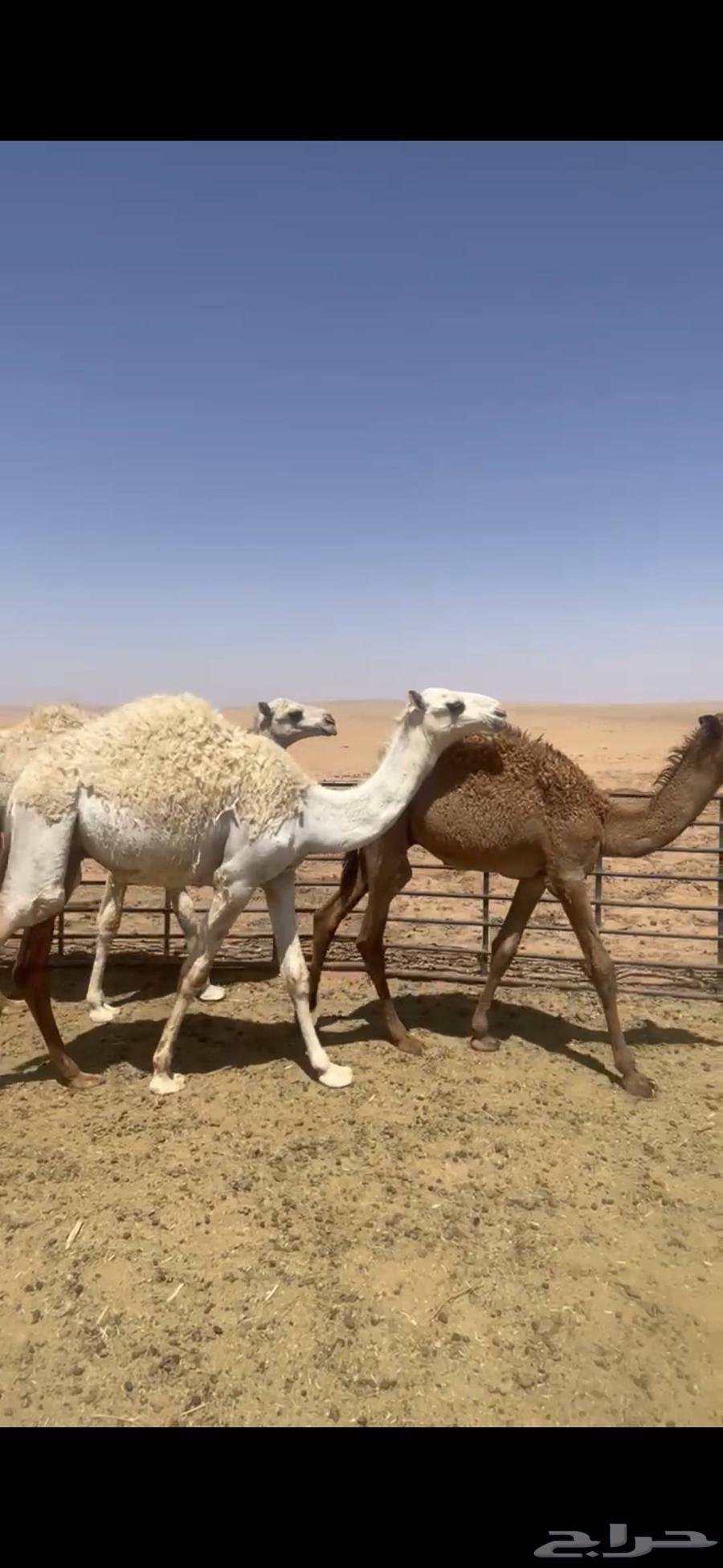 للبيع حشو مخاليل قعدان64451969770882112