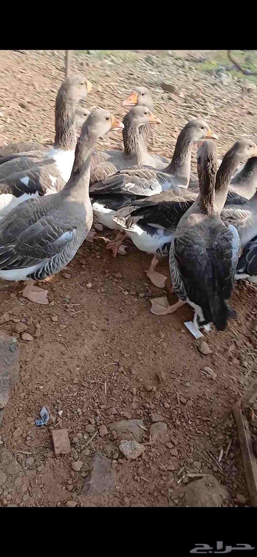 للبيع وز عراقي64480414176001113