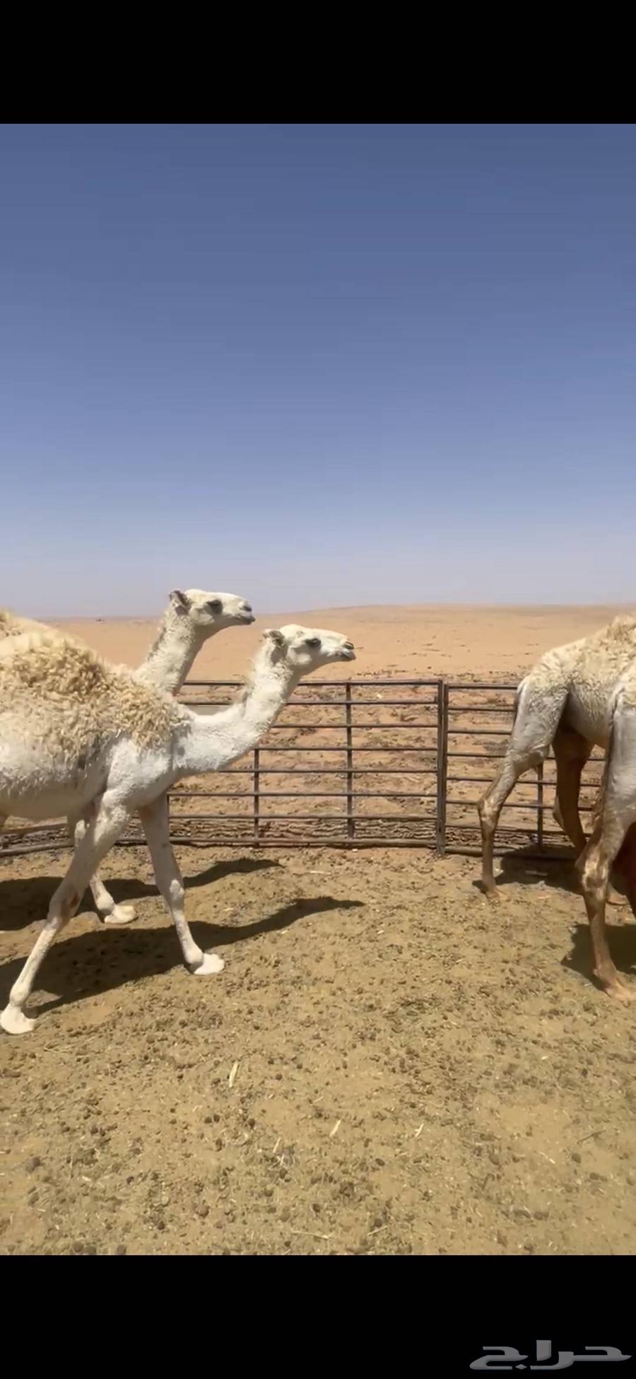 للبيع حشو مخاليل قعدان64451969770882111