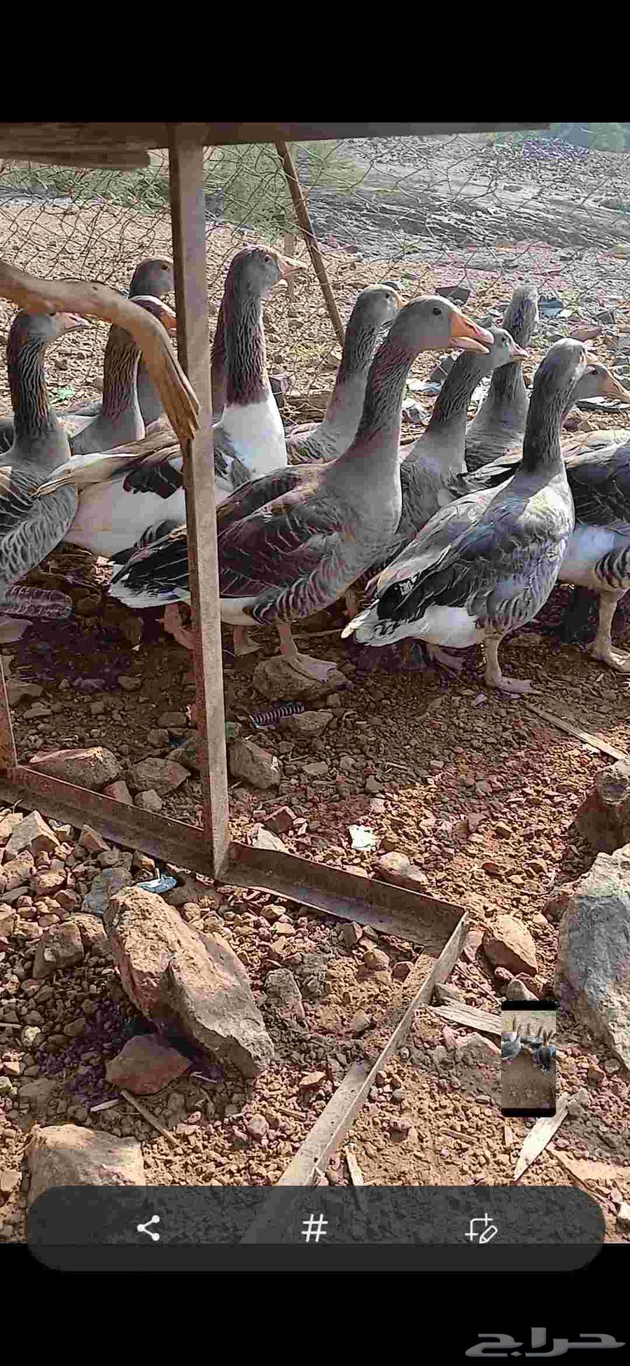 للبيع وز عراقي64480414176001112