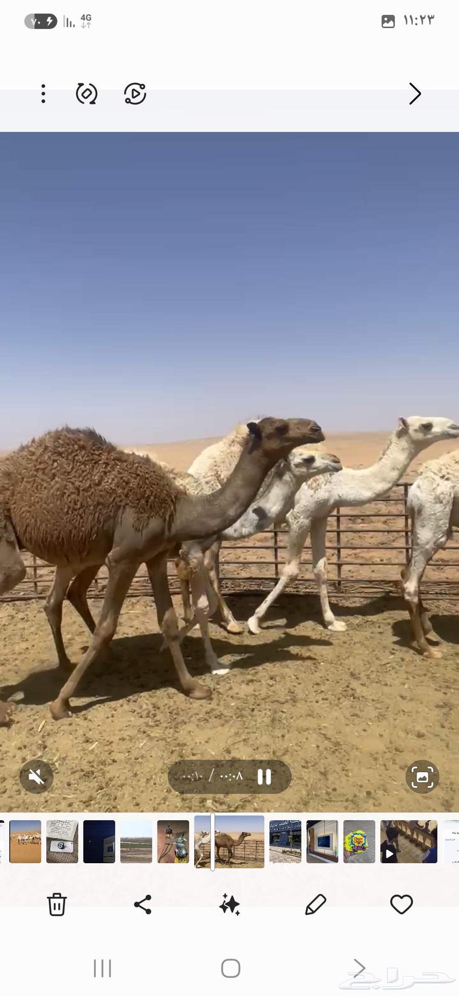 للبيع حشو مخاليل قعدان64451969770882113