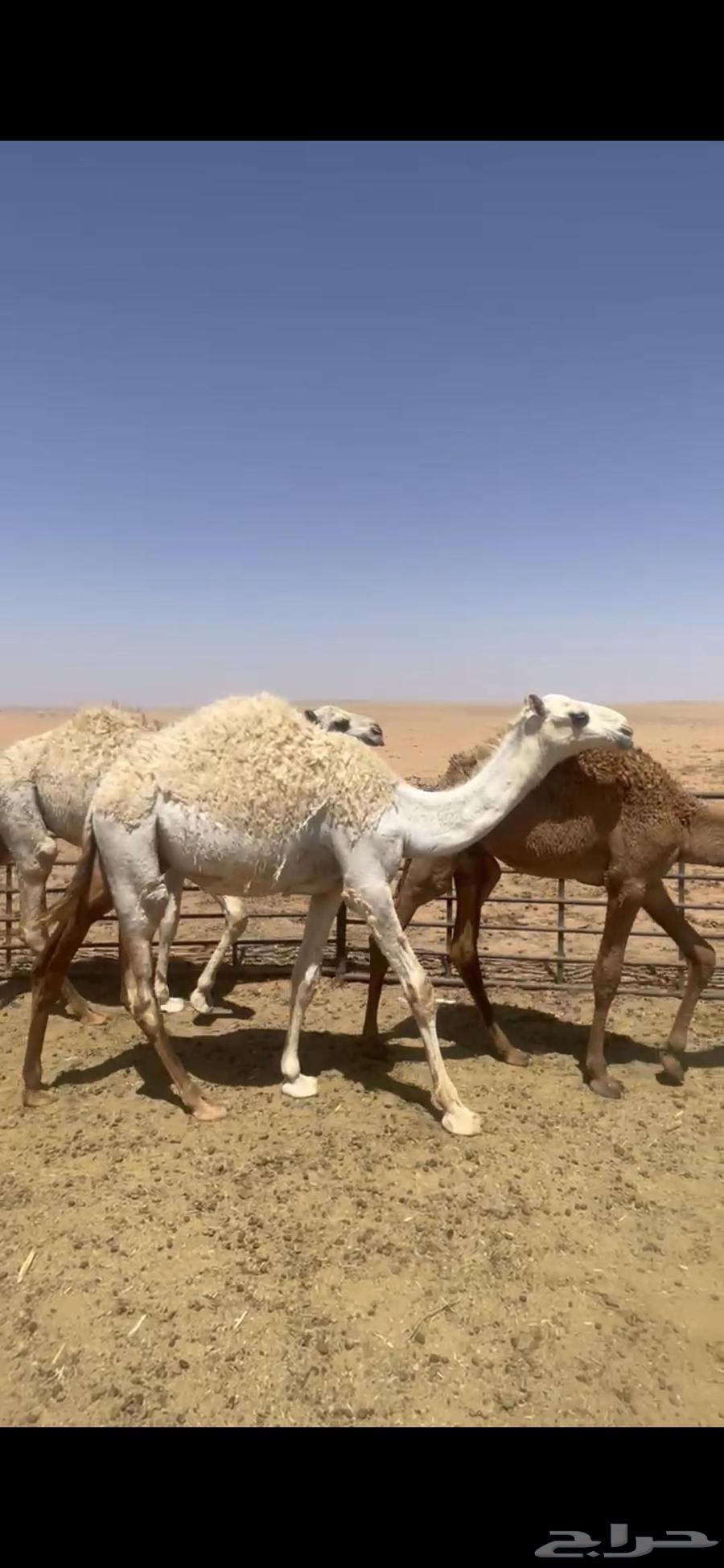 للبيع حشو مخاليل قعدان64451969770882114