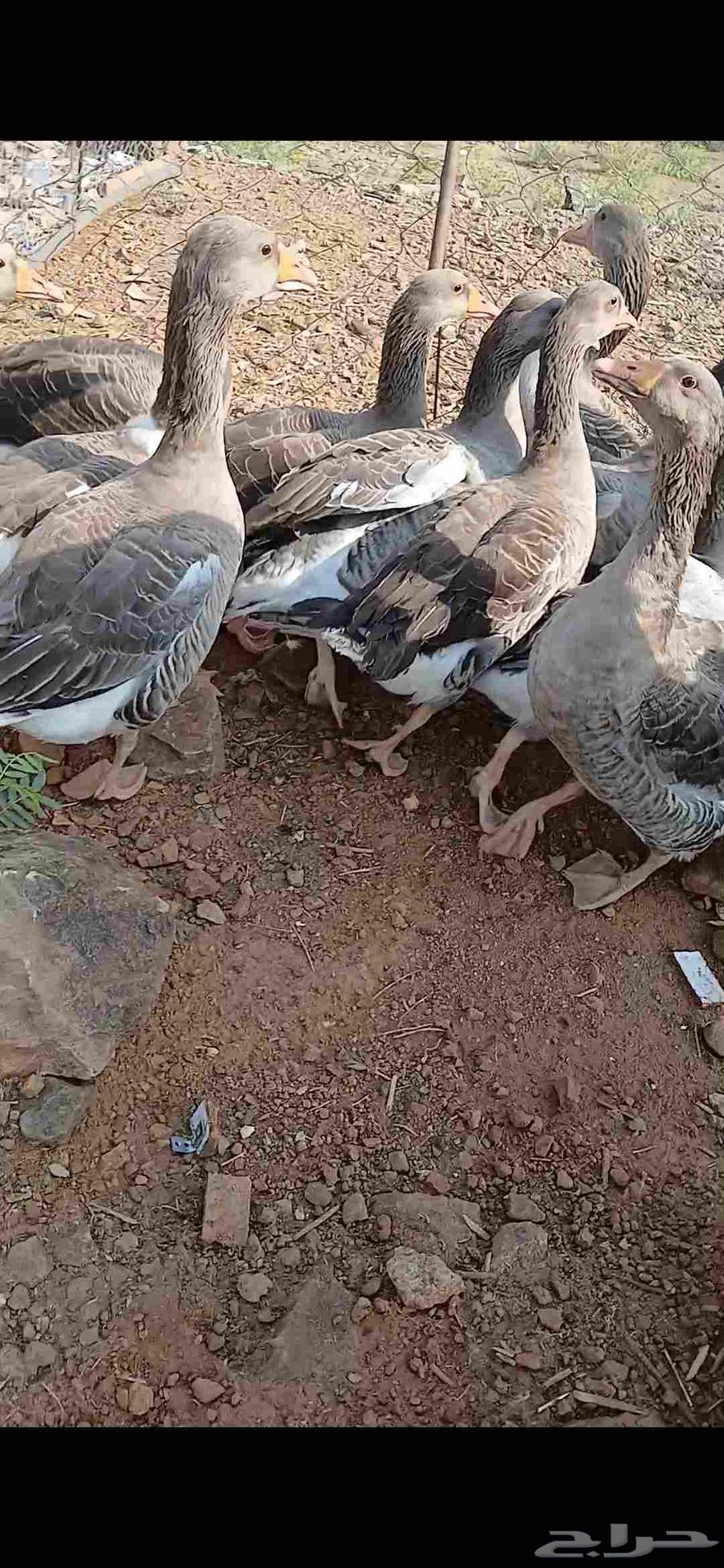 للبيع وز عراقي64480414176001114