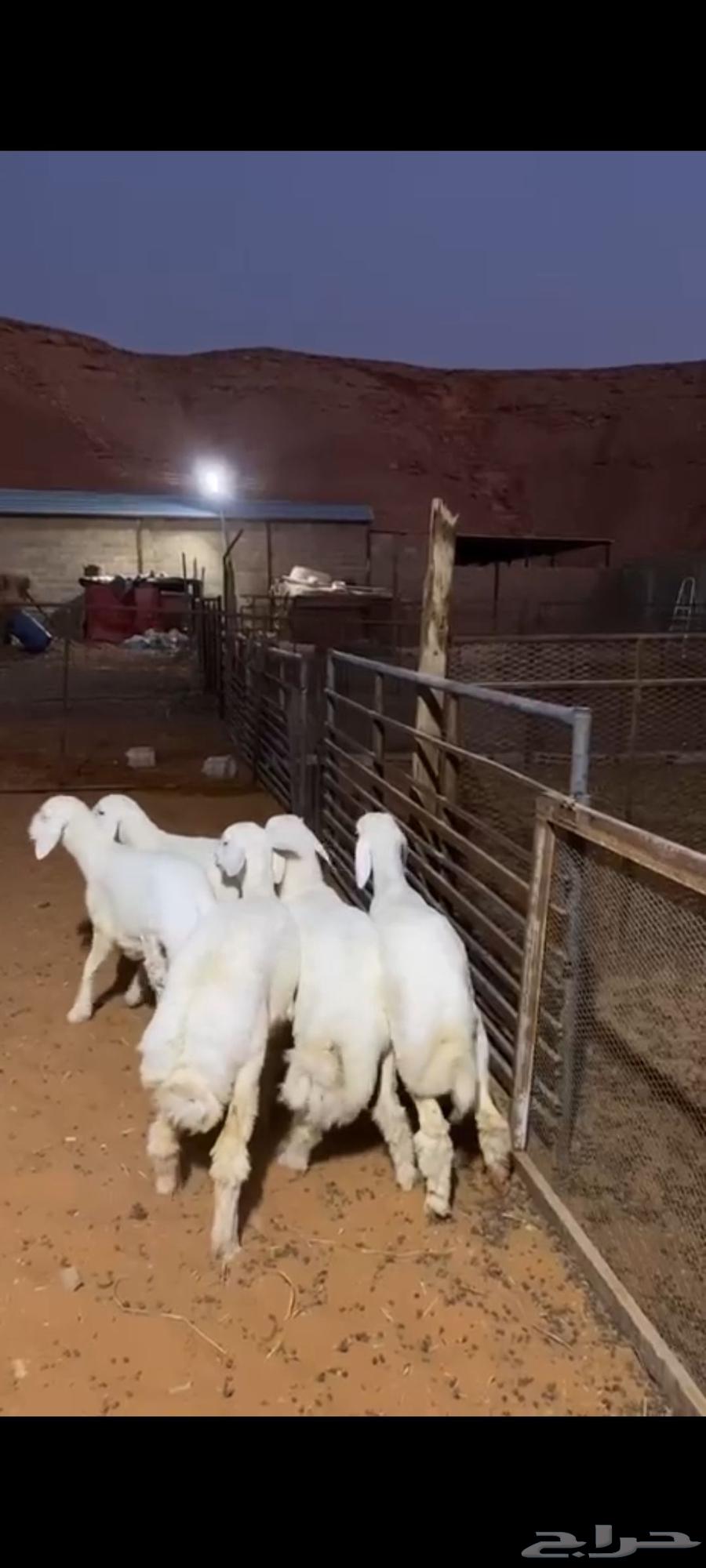 هرفي موز فاخر السعر مناسب اللجميع تصل نصل الحق على الزين64481941819011111