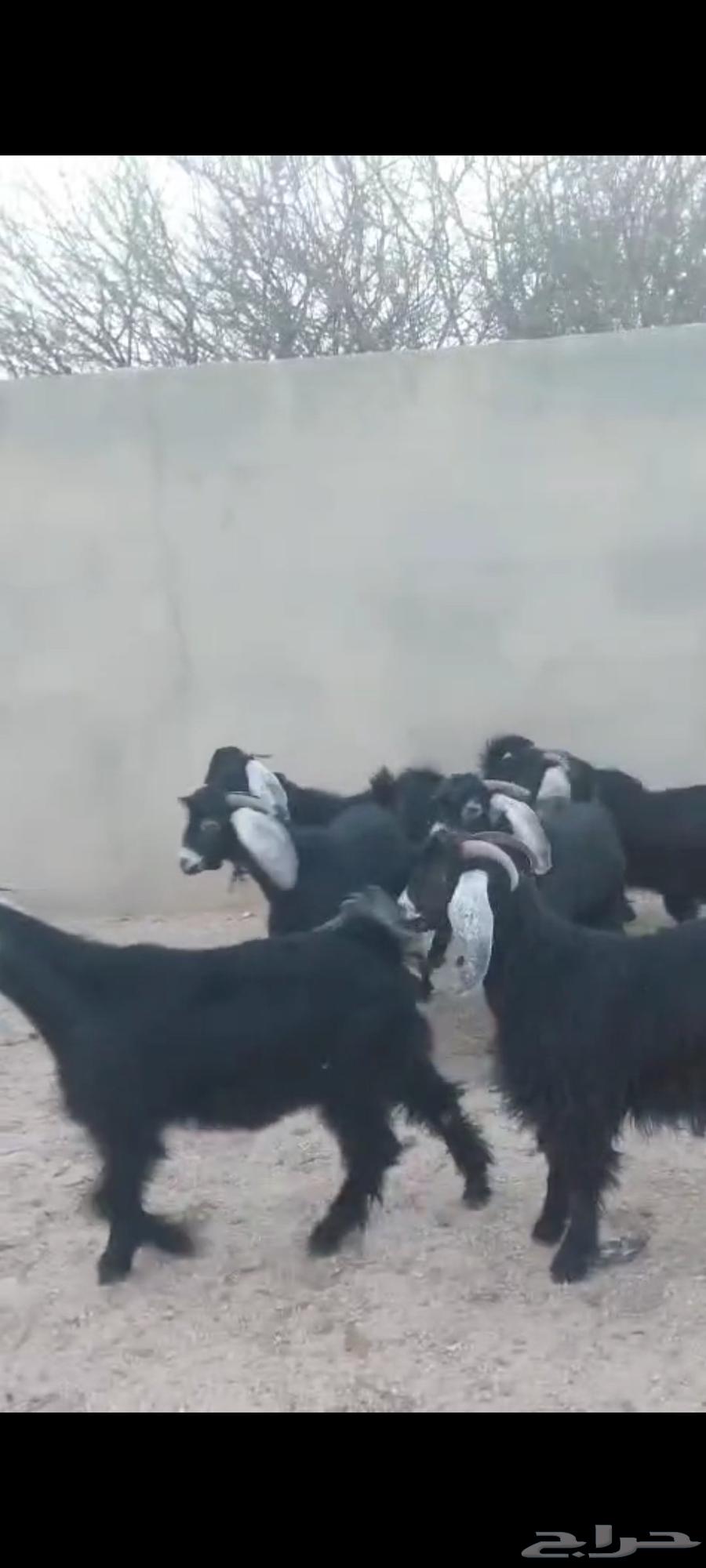 Tios Aladad 1064484841633923111