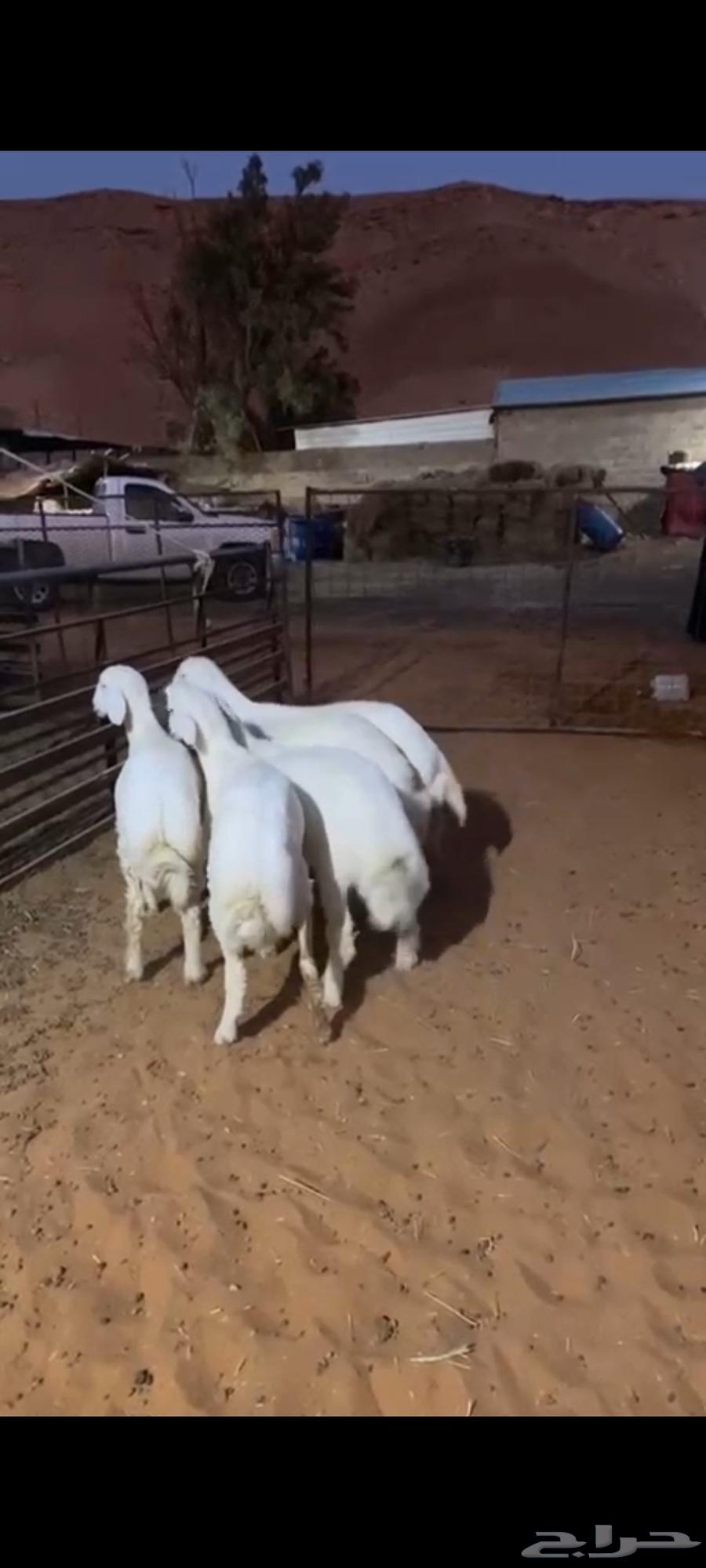 هرفي موز فاخر السعر مناسب اللجميع تصل نصل الحق على الزين64481941819011110