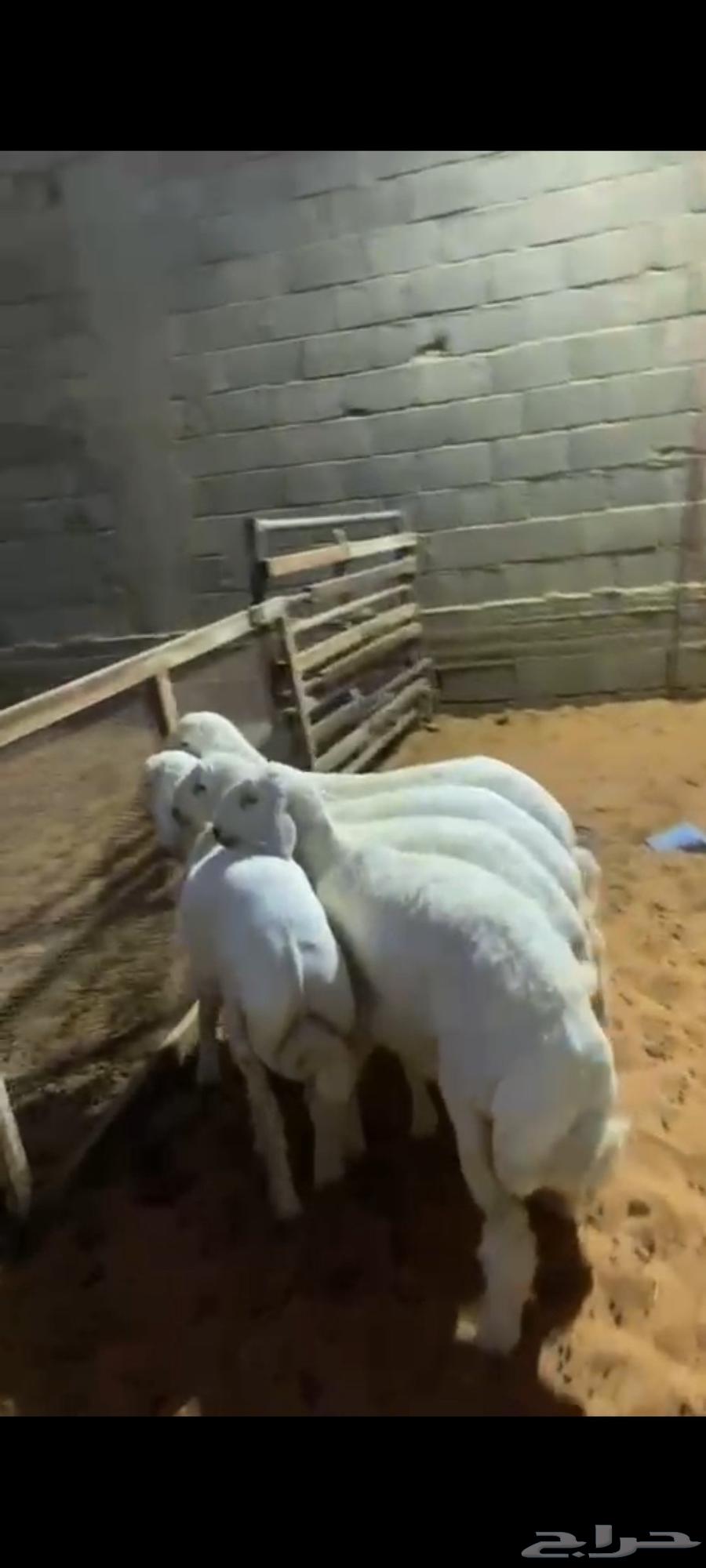 هرفي موز فاخر السعر مناسب اللجميع تصل نصل الحق على الزين64481941819011112