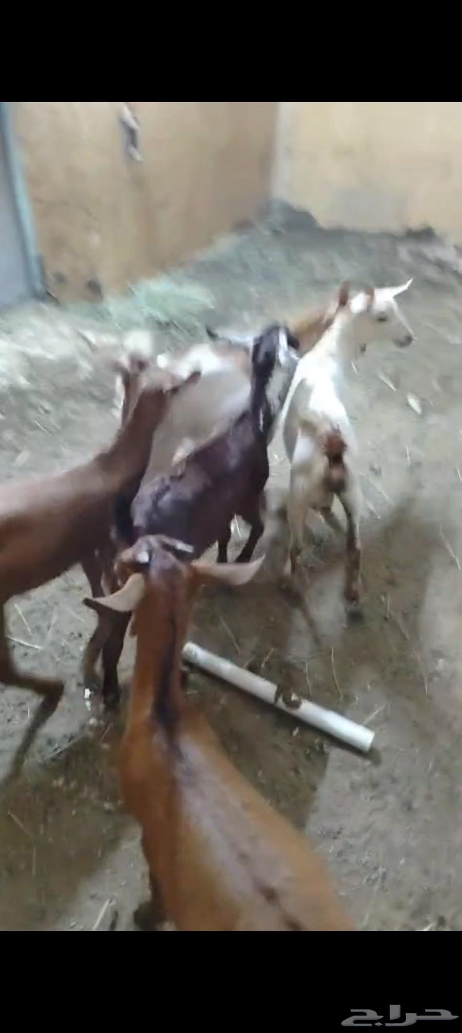 سلام عليكم ورحمة الله وبركاته64479120040321110