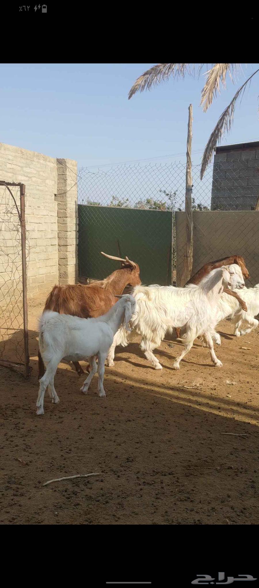 Goats for sale, for slaughter or breeding64480291281793112