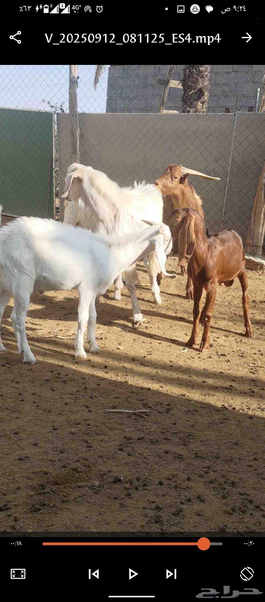 Goats for sale, for slaughter or breeding64480291281793114