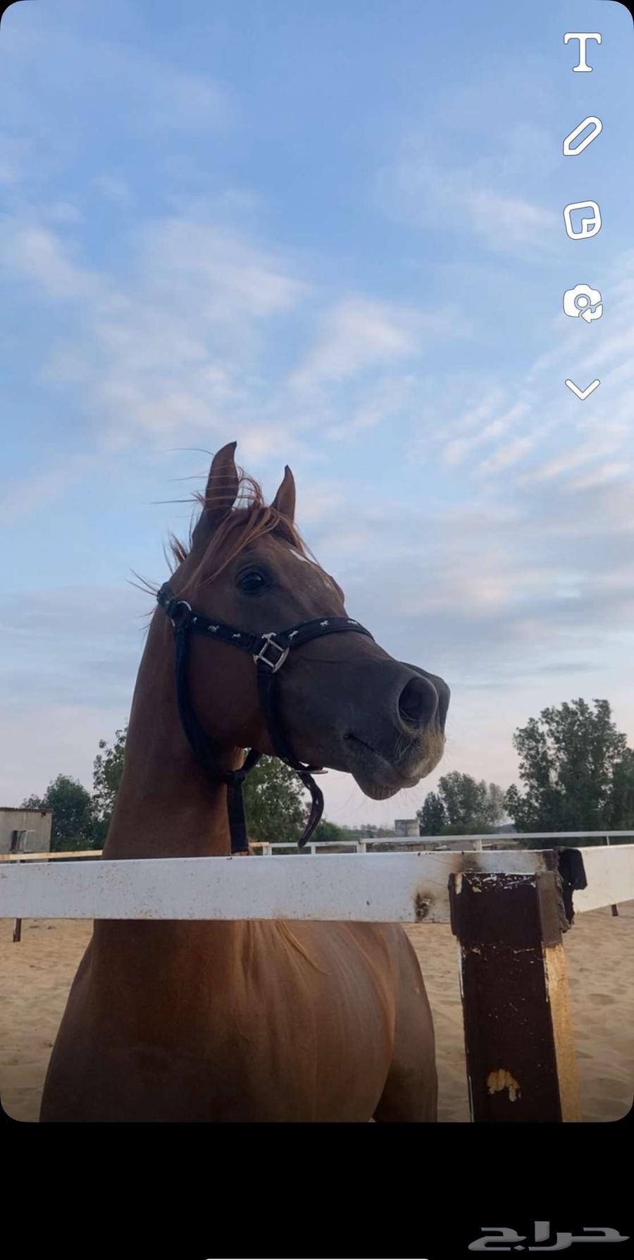 خيل واهو اوراق64485625421315113