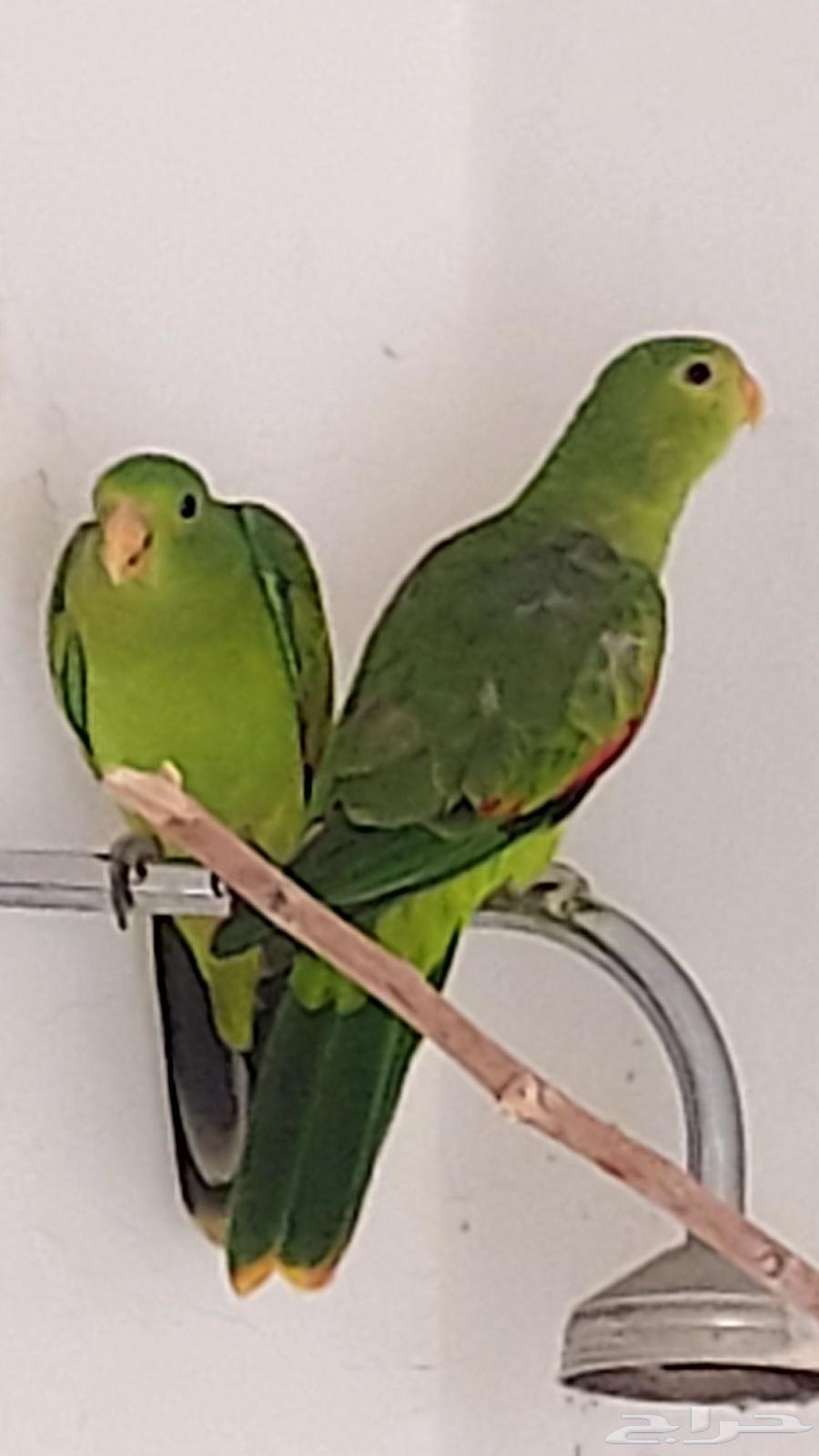 ببغاء ريجنت ريد وينق64483424393346113