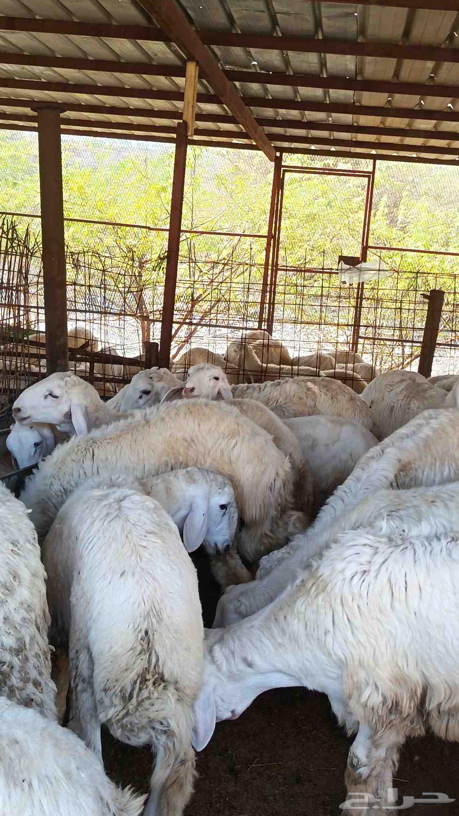 طليان للبيع فل شحم تربية مزرعه64481723139458110