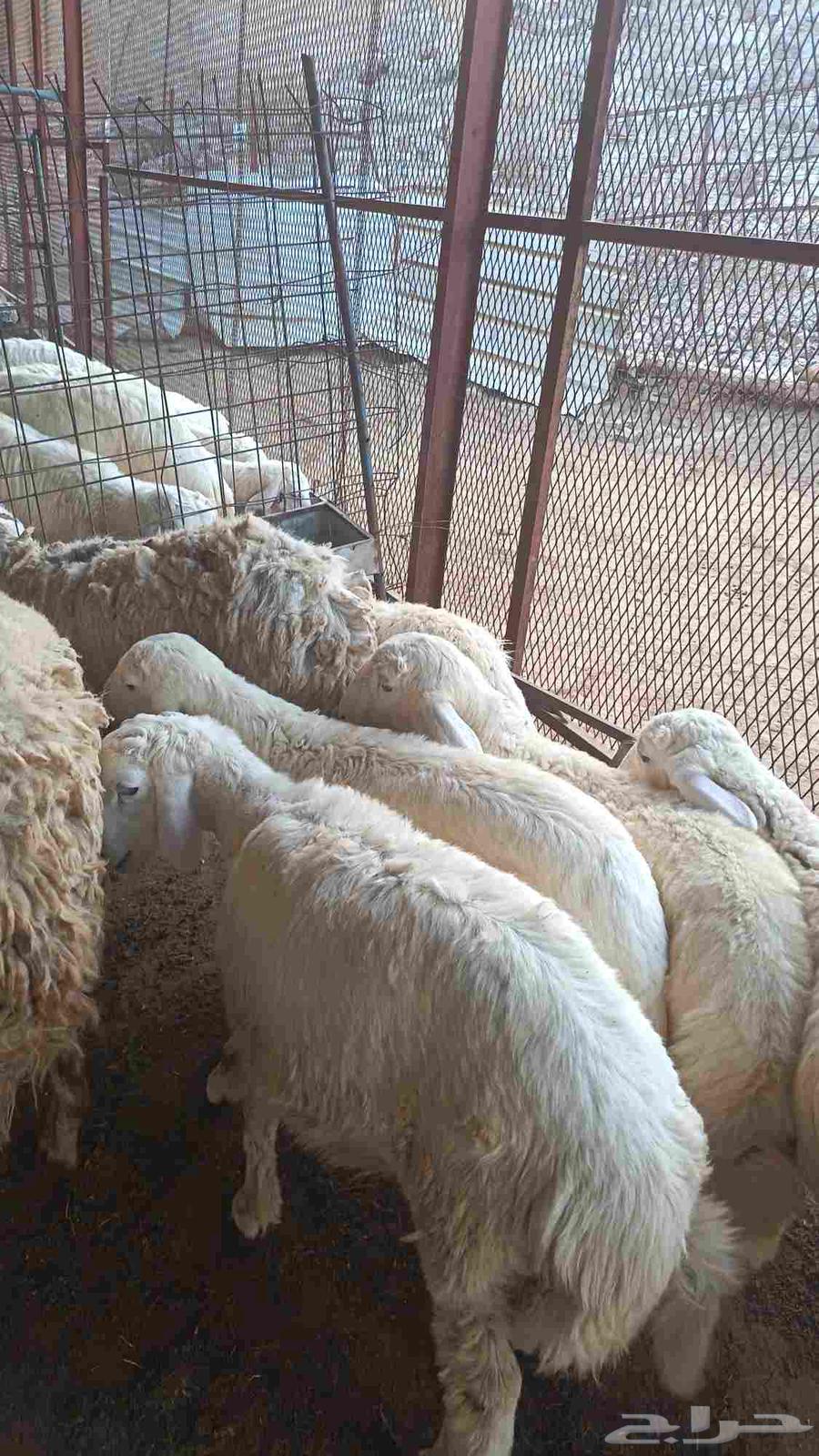 طليان للبيع فل شحم تربية مزرعه64481723139458112