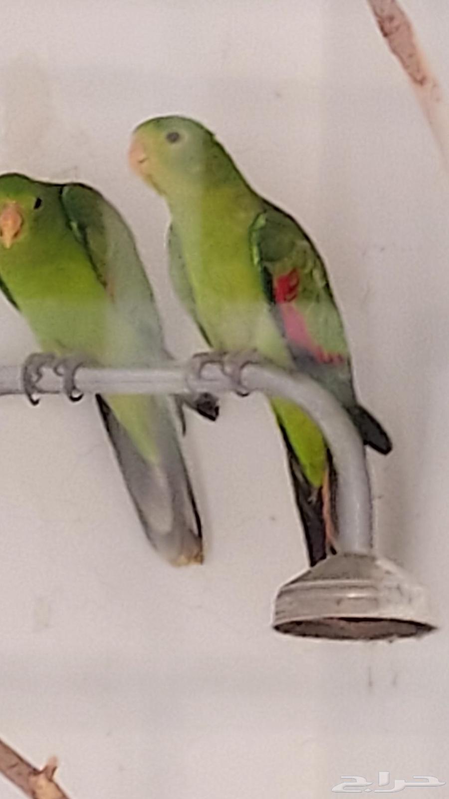 ببغاء ريجنت ريد وينق64483424393346112