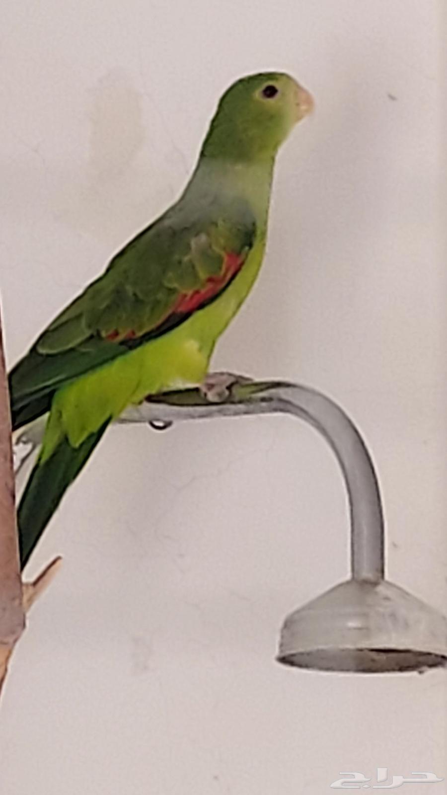 ببغاء ريجنت ريد وينق64483424393346111