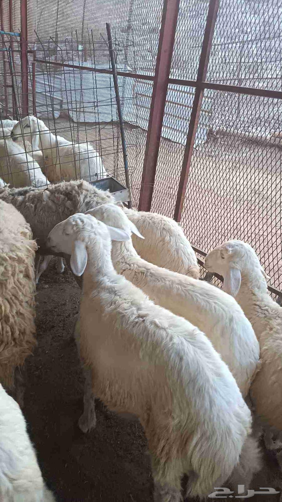 طليان للبيع فل شحم تربية مزرعه64481723139458114