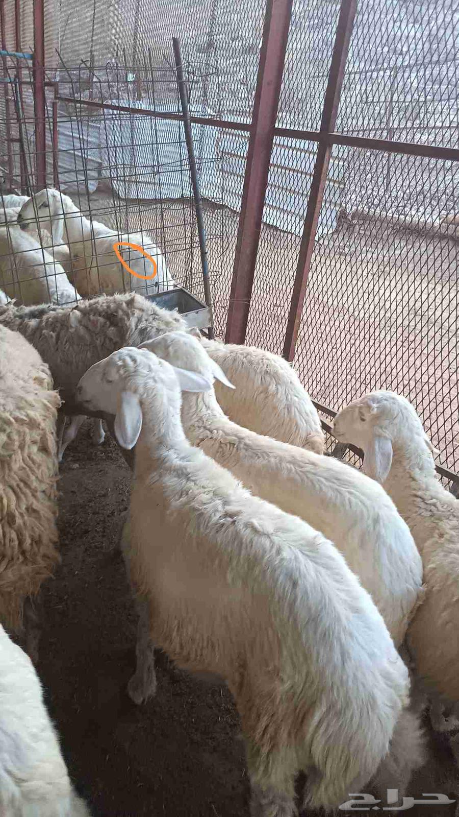 طليان للبيع فل شحم تربية مزرعه64481723139458113