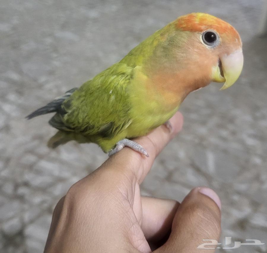 روز للبيع64485243097473111