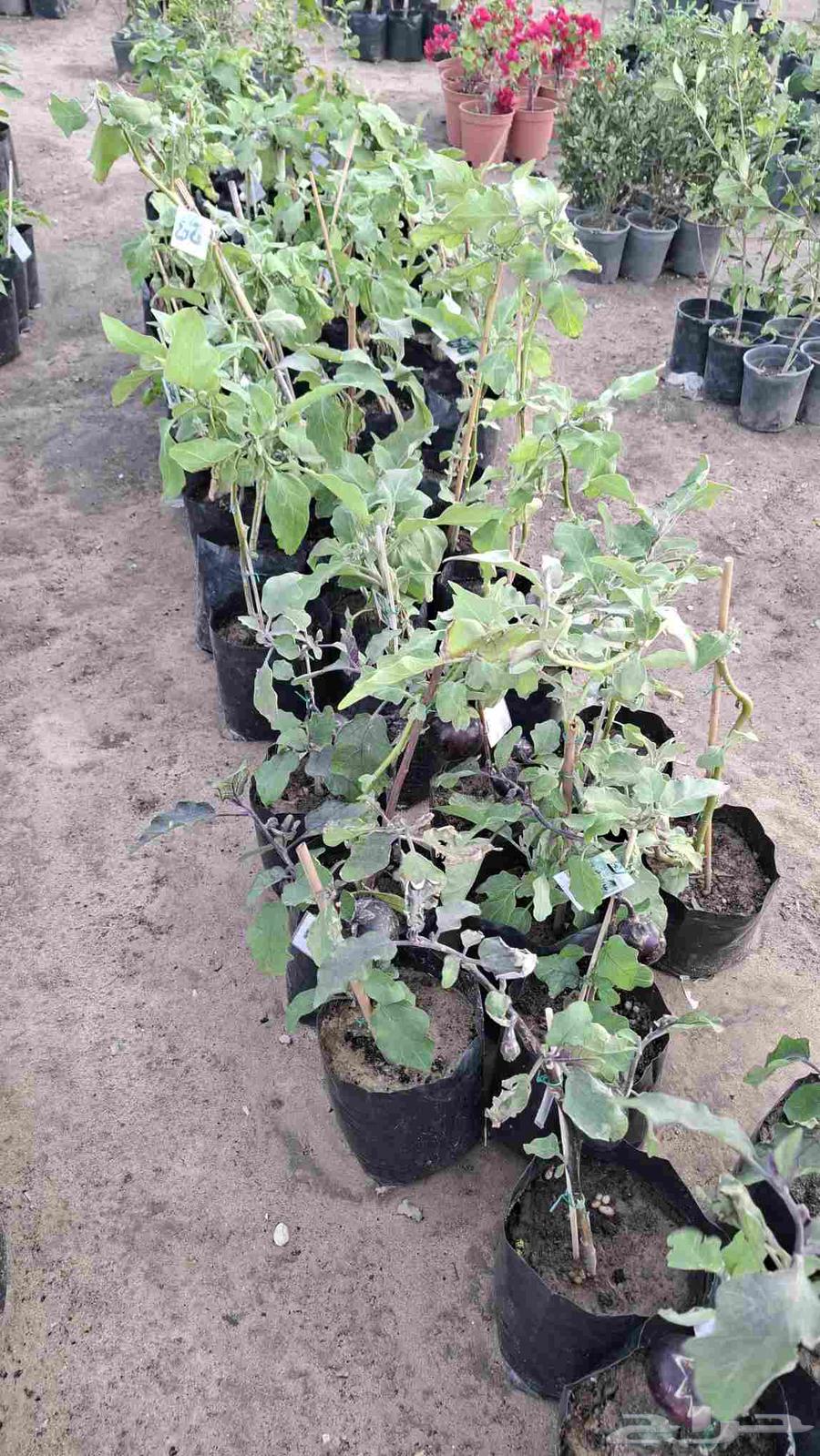 شتلات خضار 3ريال مثمر وغير مثمر طماط خيار بامية64481403063299113