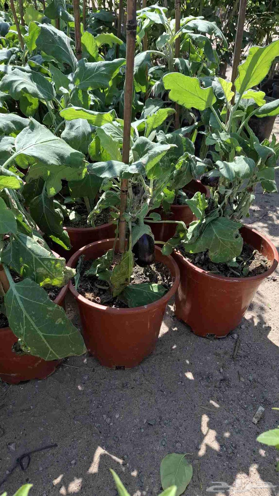 شتلات خضار 3ريال مثمر وغير مثمر طماط خيار بامية64481403063299114