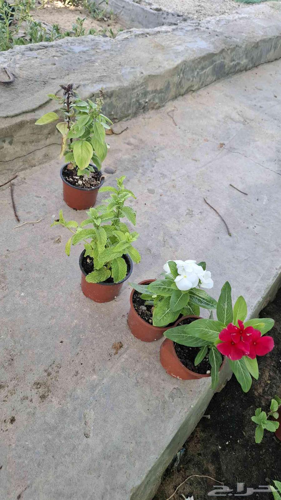 شتلات خضار 3ريال مثمر وغير مثمر طماط خيار بامية64481403063299111