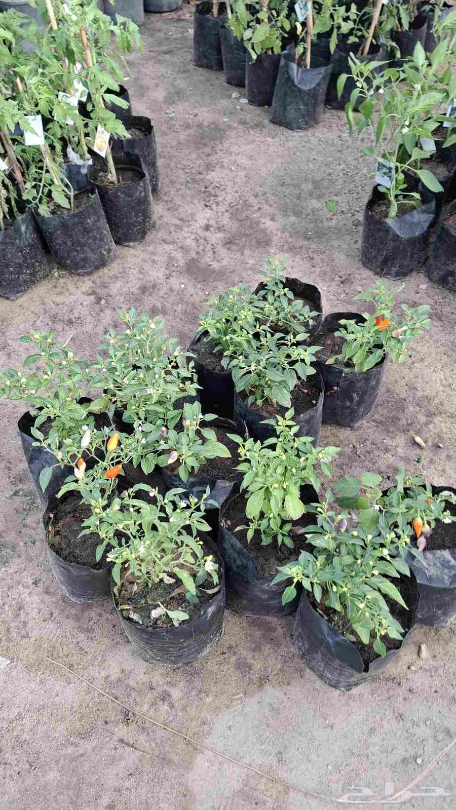 شتلات خضار 3ريال مثمر وغير مثمر طماط خيار بامية64481403063299112