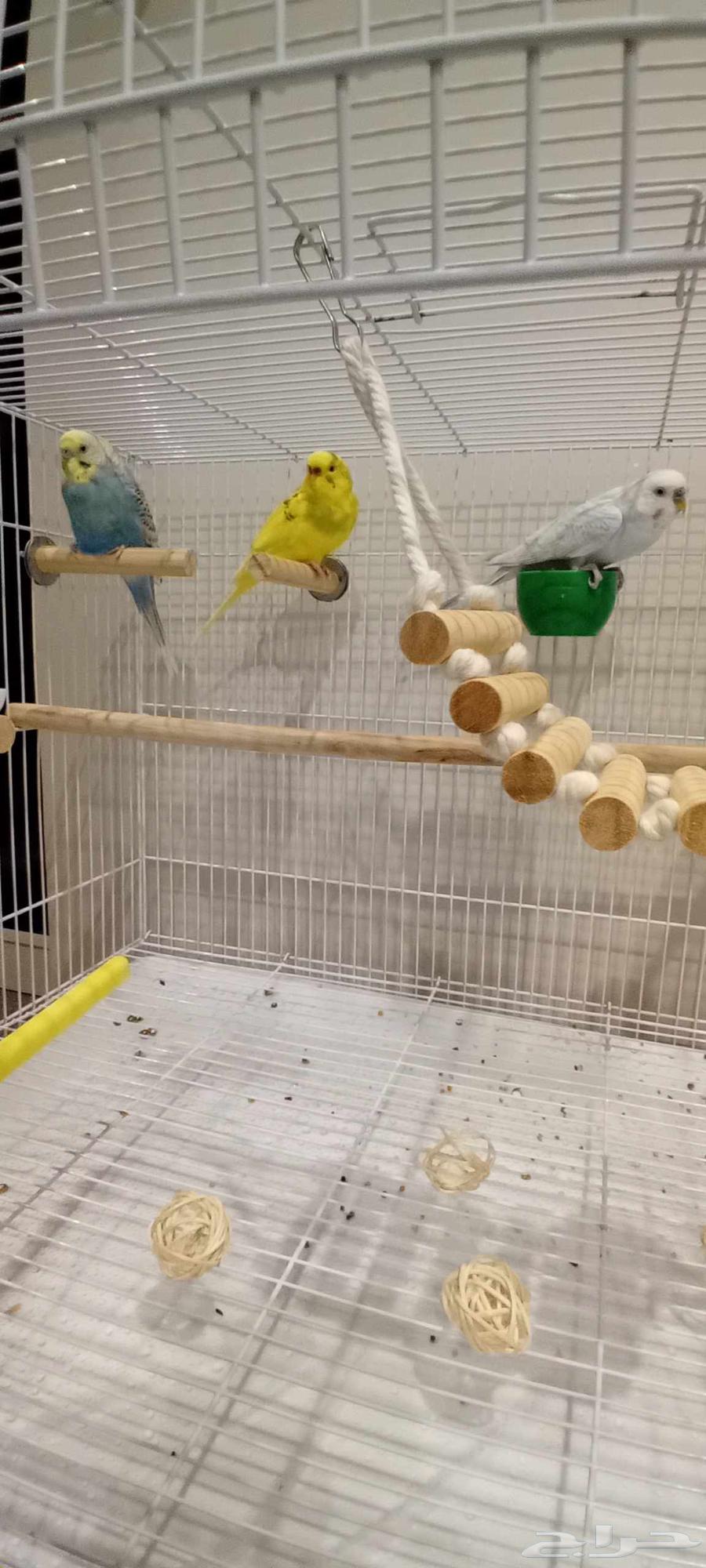 طيور بادجي للبيع64480053855233111