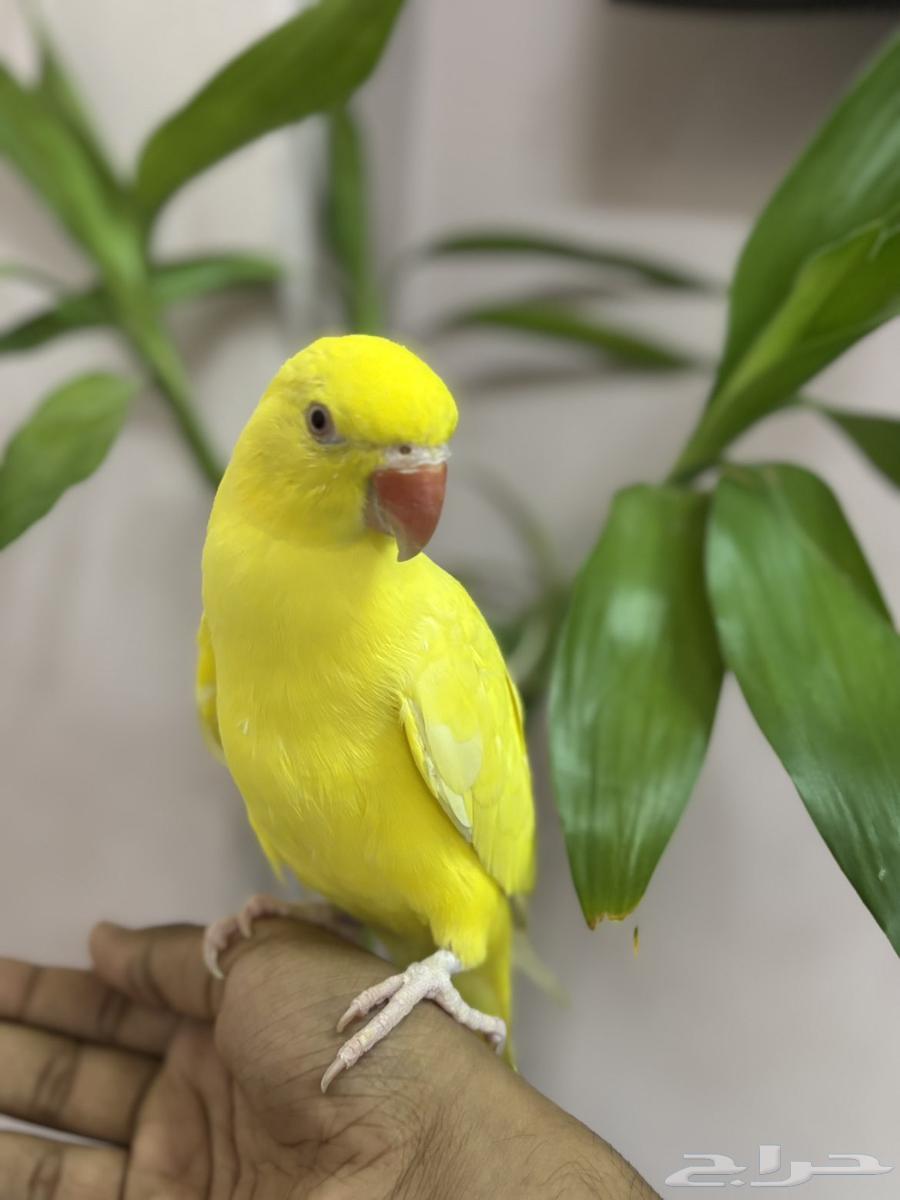 دره لاتينو اليف64480786044289110