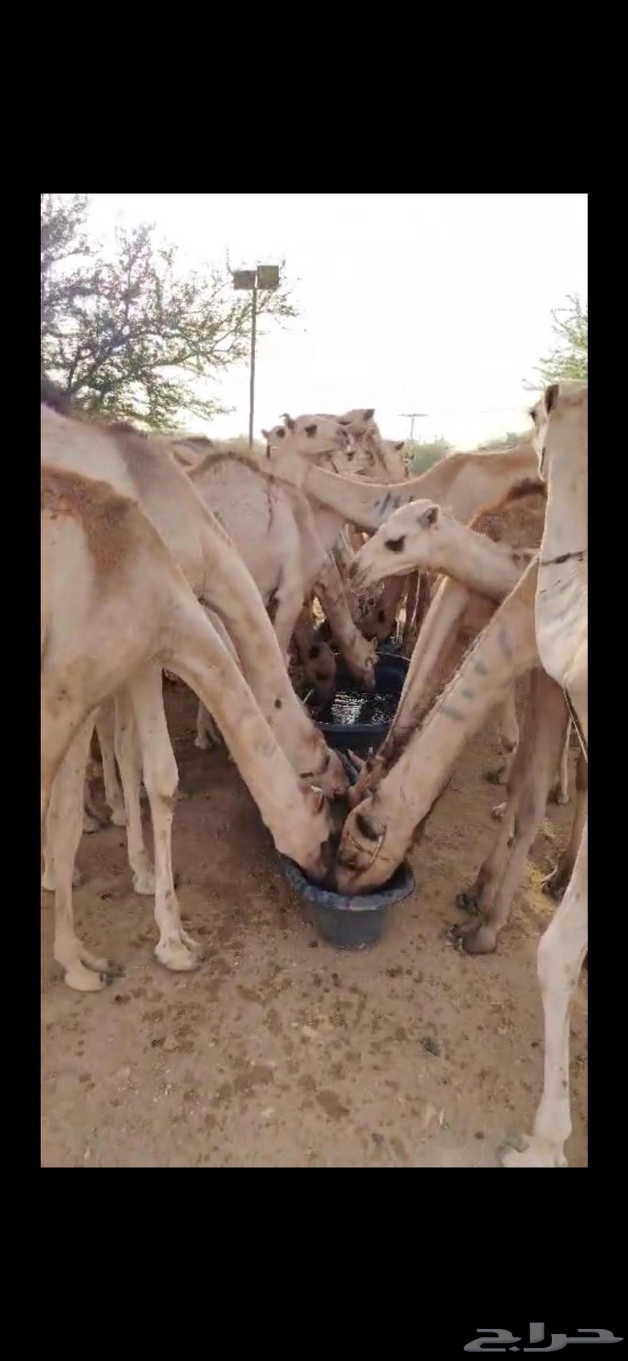 Original Somali camel for sale, high quality and special price64479161709443112