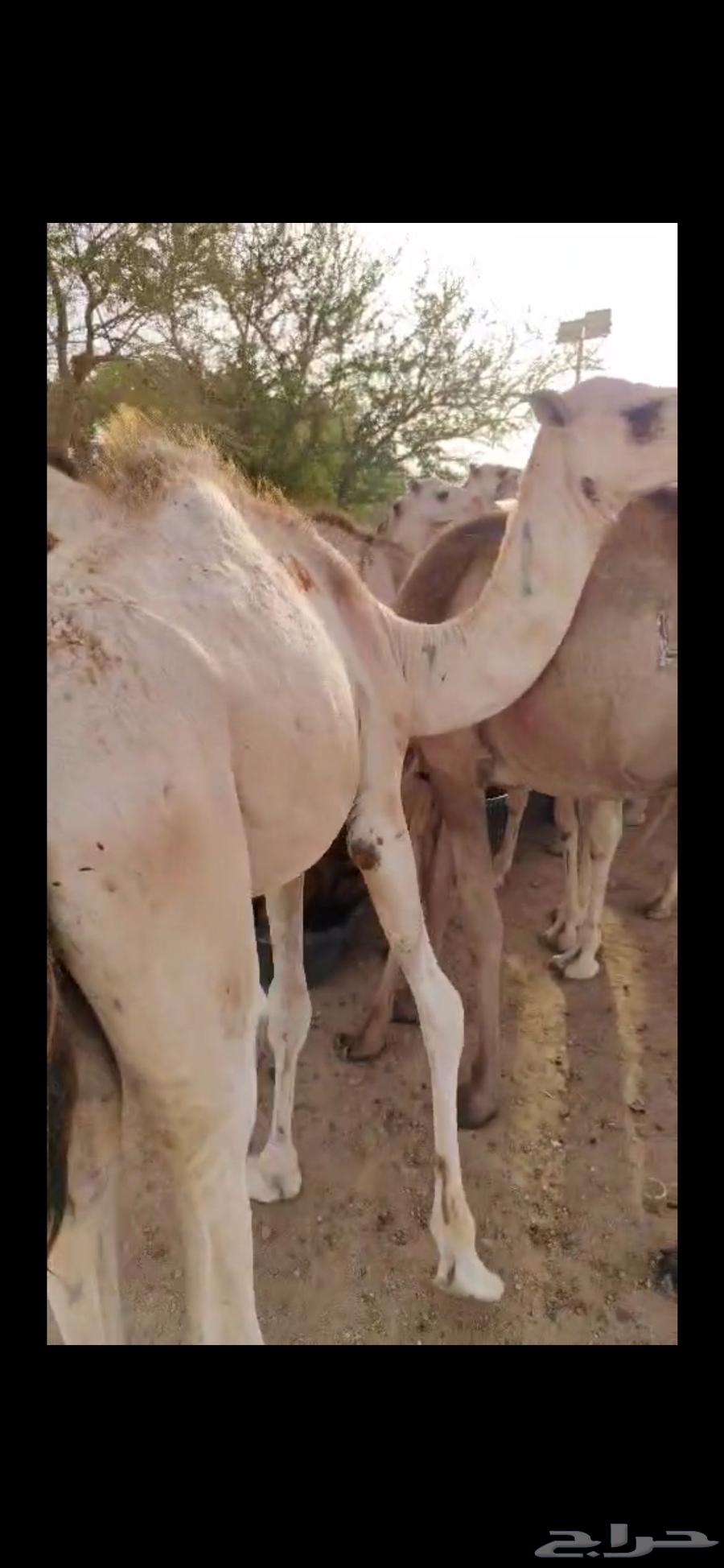 Original Somali camel for sale, high quality and special price64479161709443111