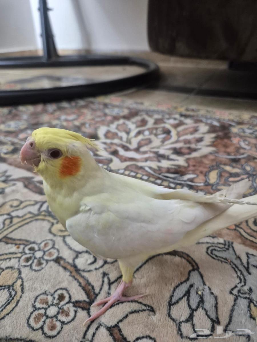 كروان اليف  ومفطوم لاتيني احمر العينين  لعوب64481914417025111