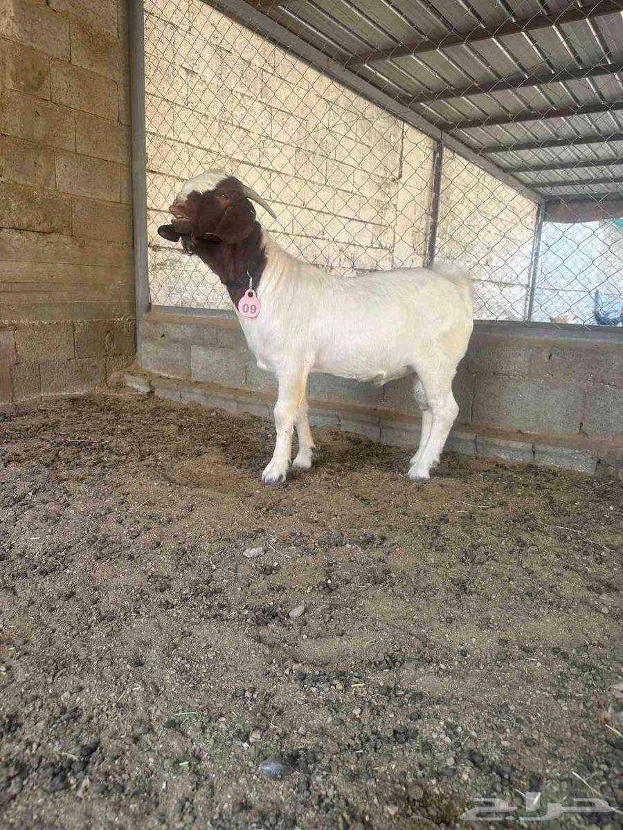 Borgat Goat ((Sold))64482511859203110