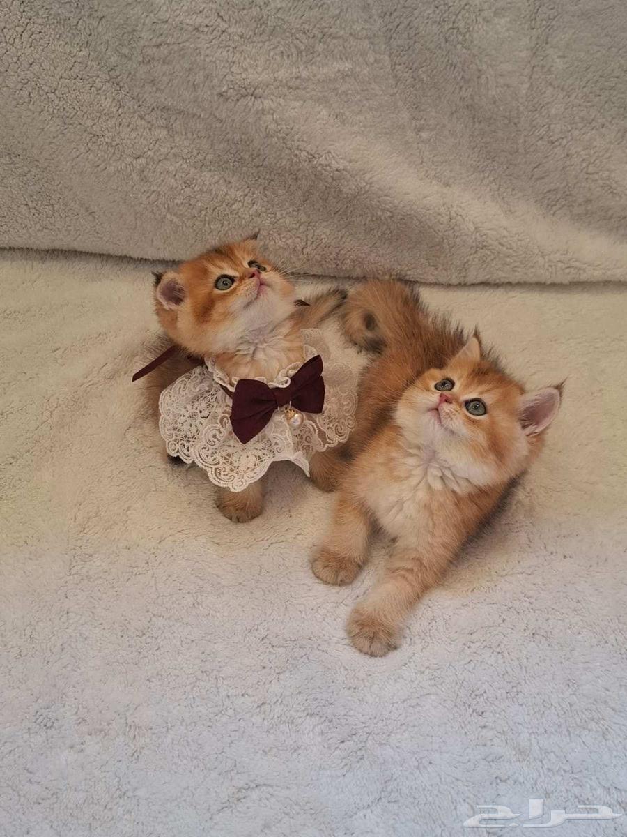 تم البيع64480744539394110