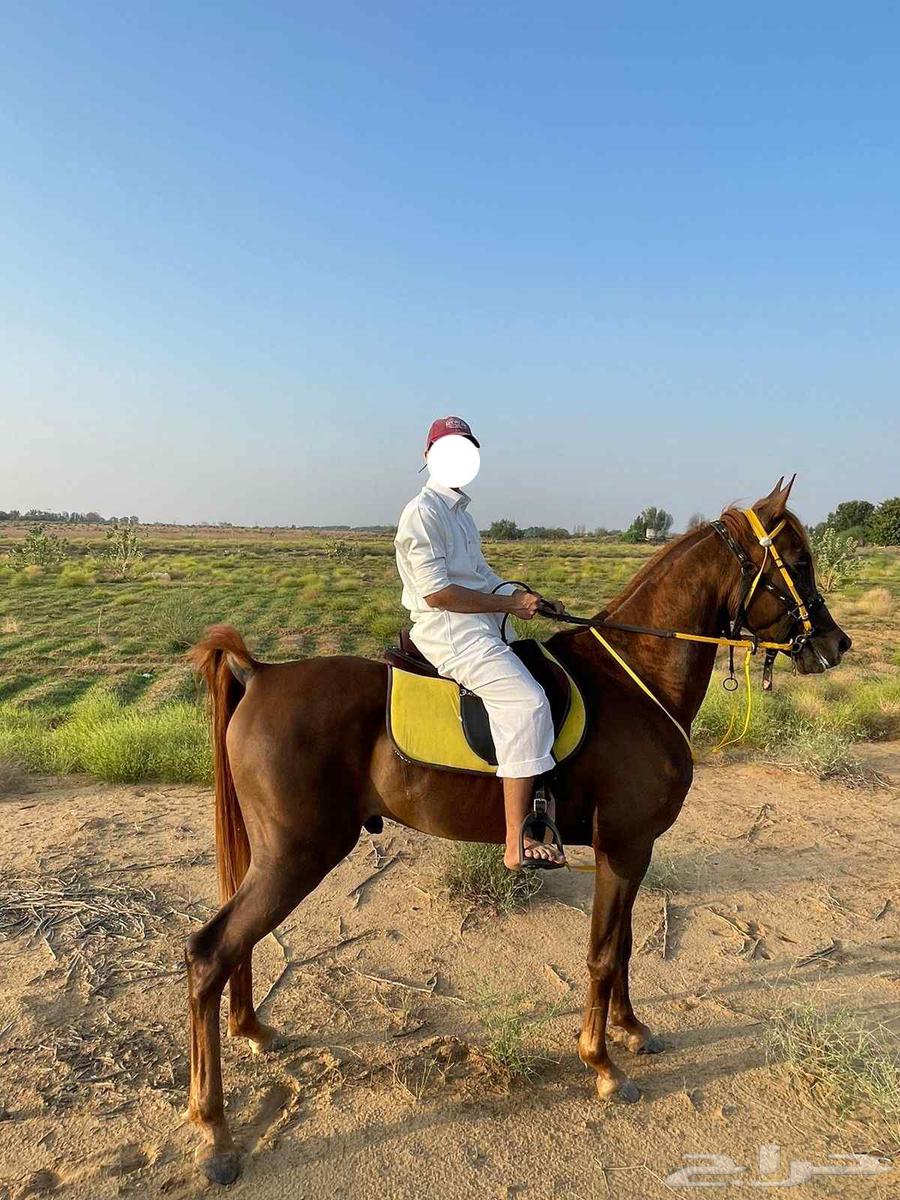 خيل واهو اوراق64485625421315111