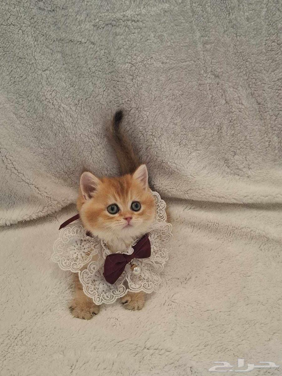 تم البيع64480744539394113