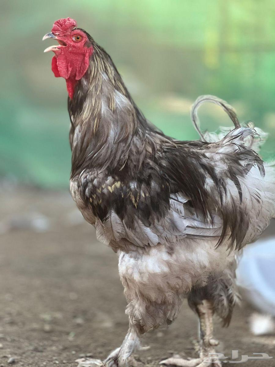 طقم براهما الماني64481736569089111