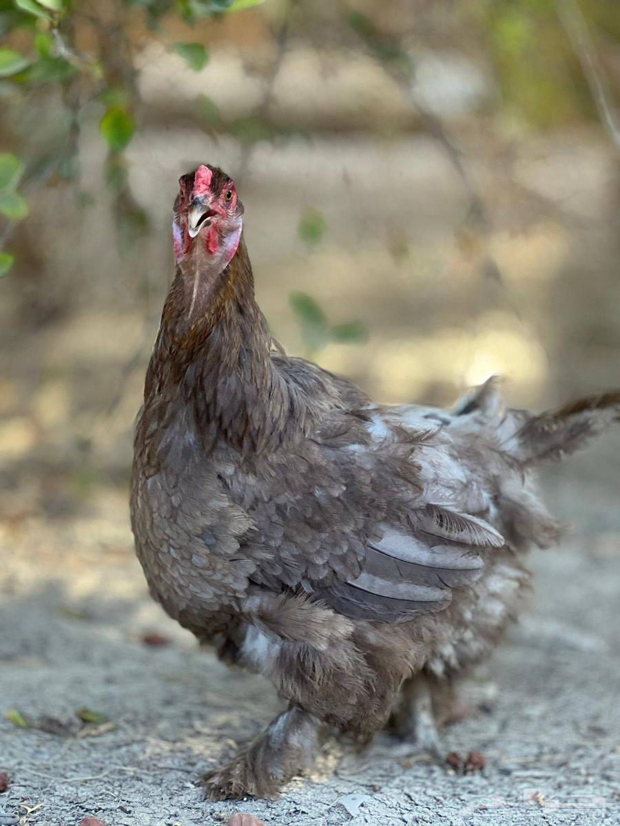 طقم براهما الماني64481736569089110