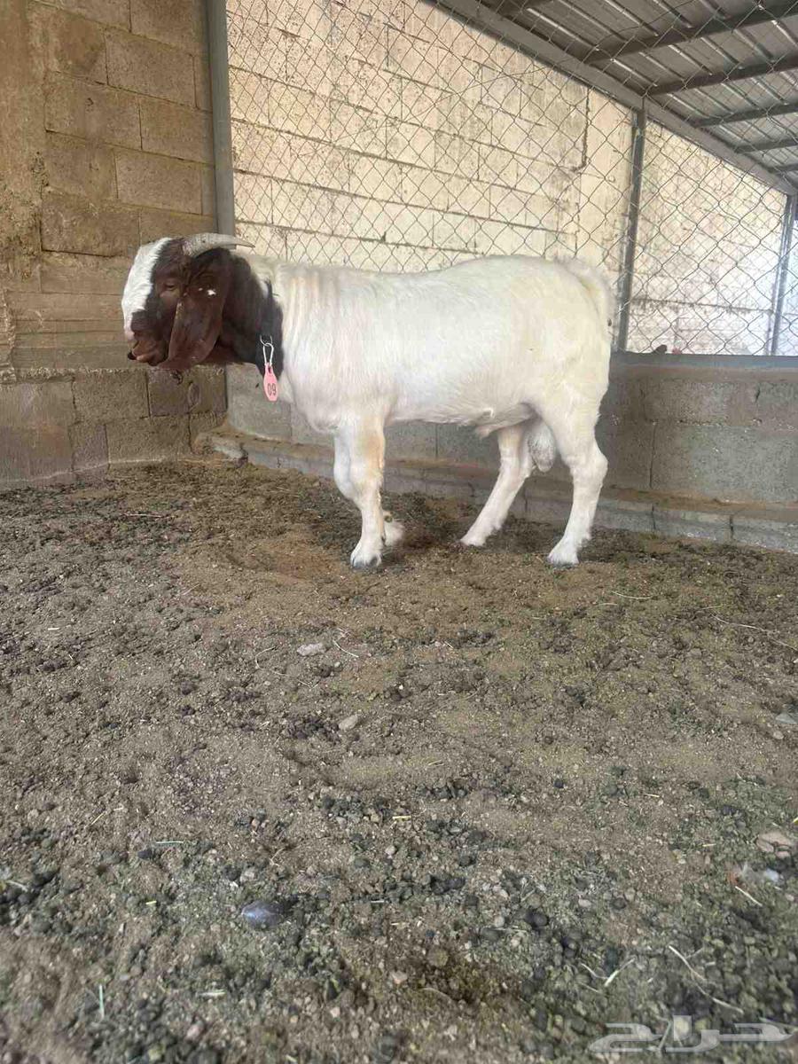 Borgat Goat ((Sold))64482511859203112