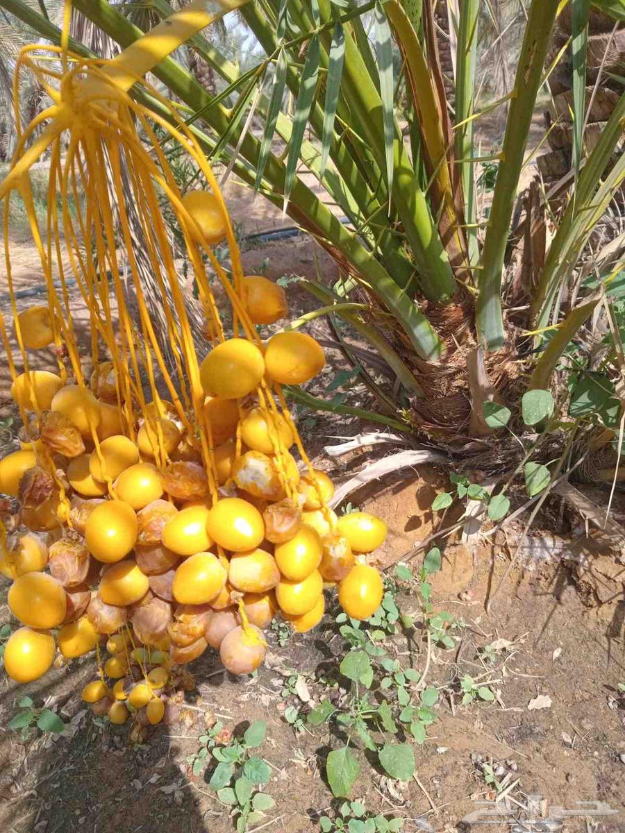 We have good and mature seedlings for sale at a reasonable price, Sakkari Ikhlase64483301381505110