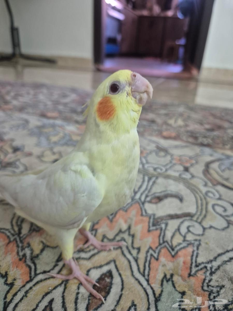 كروان اليف  ومفطوم لاتيني احمر العينين  لعوب64481914417025110