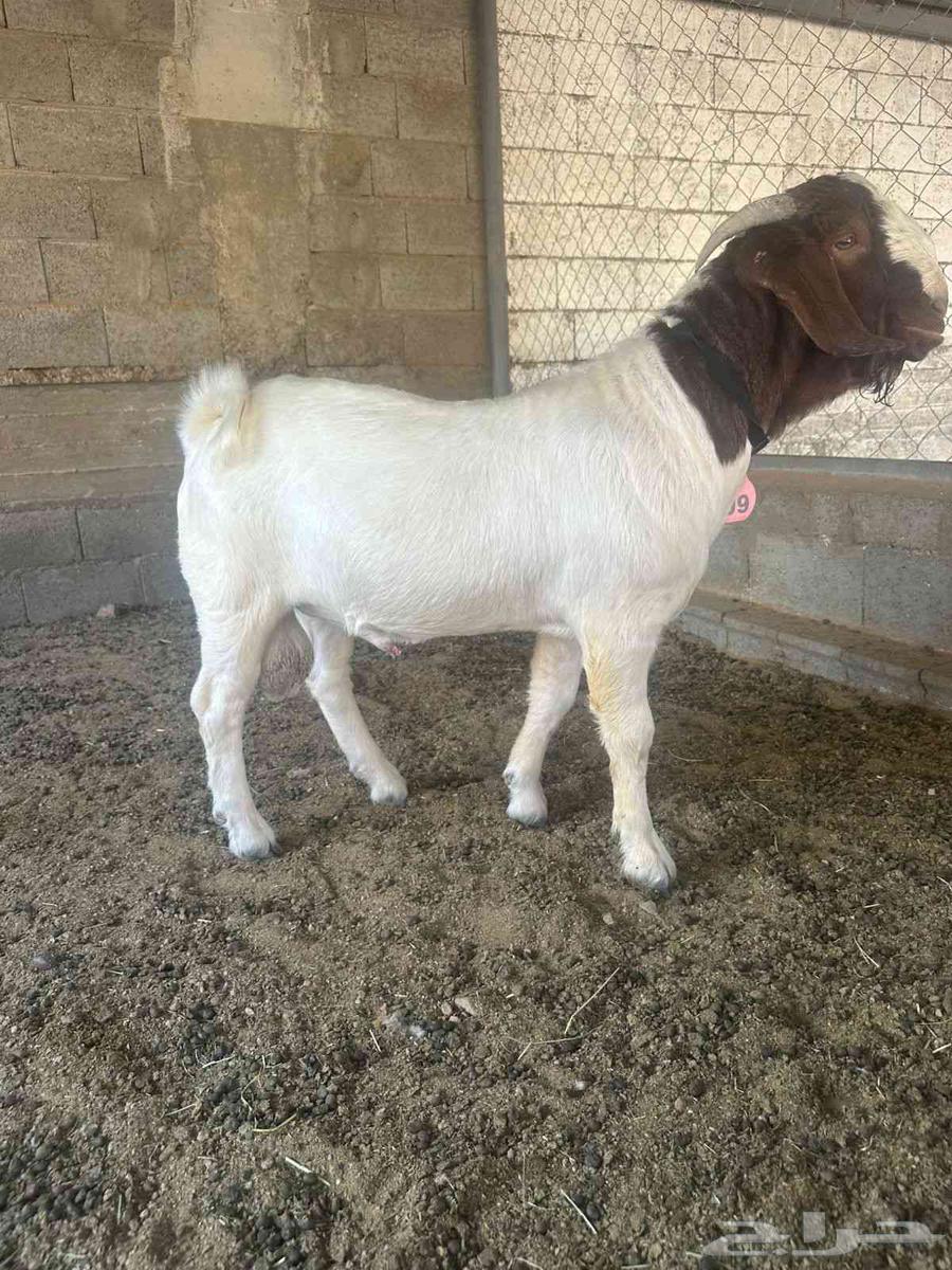 Borgat Goat ((Sold))64482511859203111