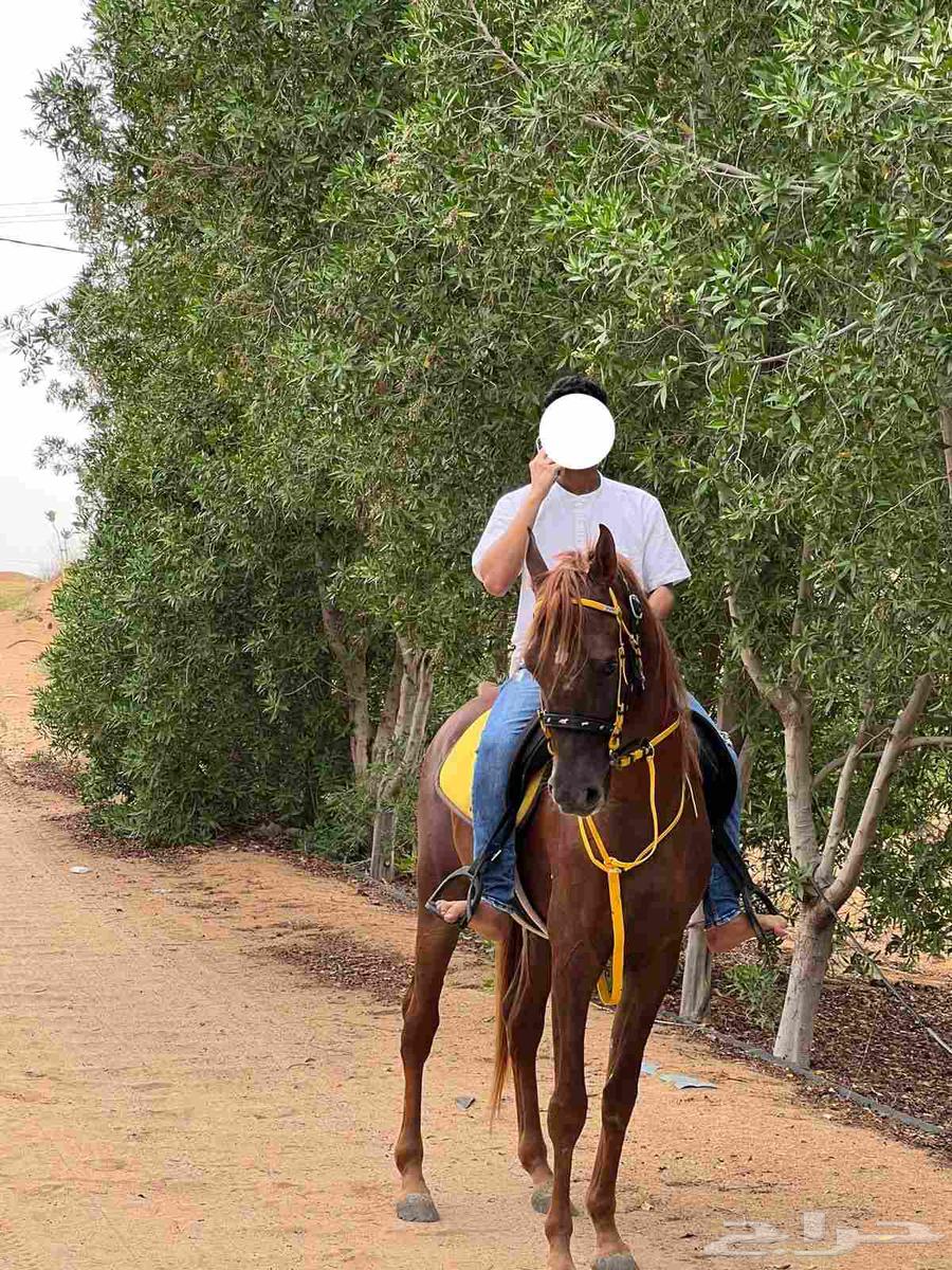 خيل واهو اوراق64485625421315110