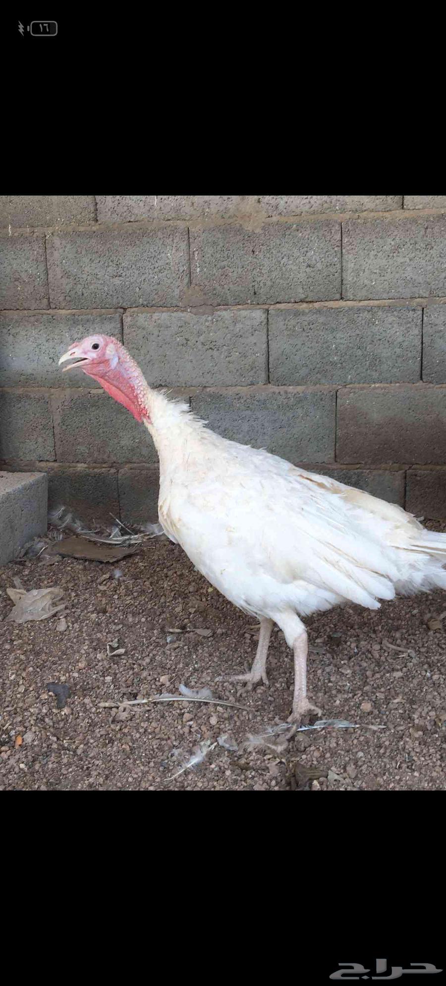 رومي للبيع64484552687235110