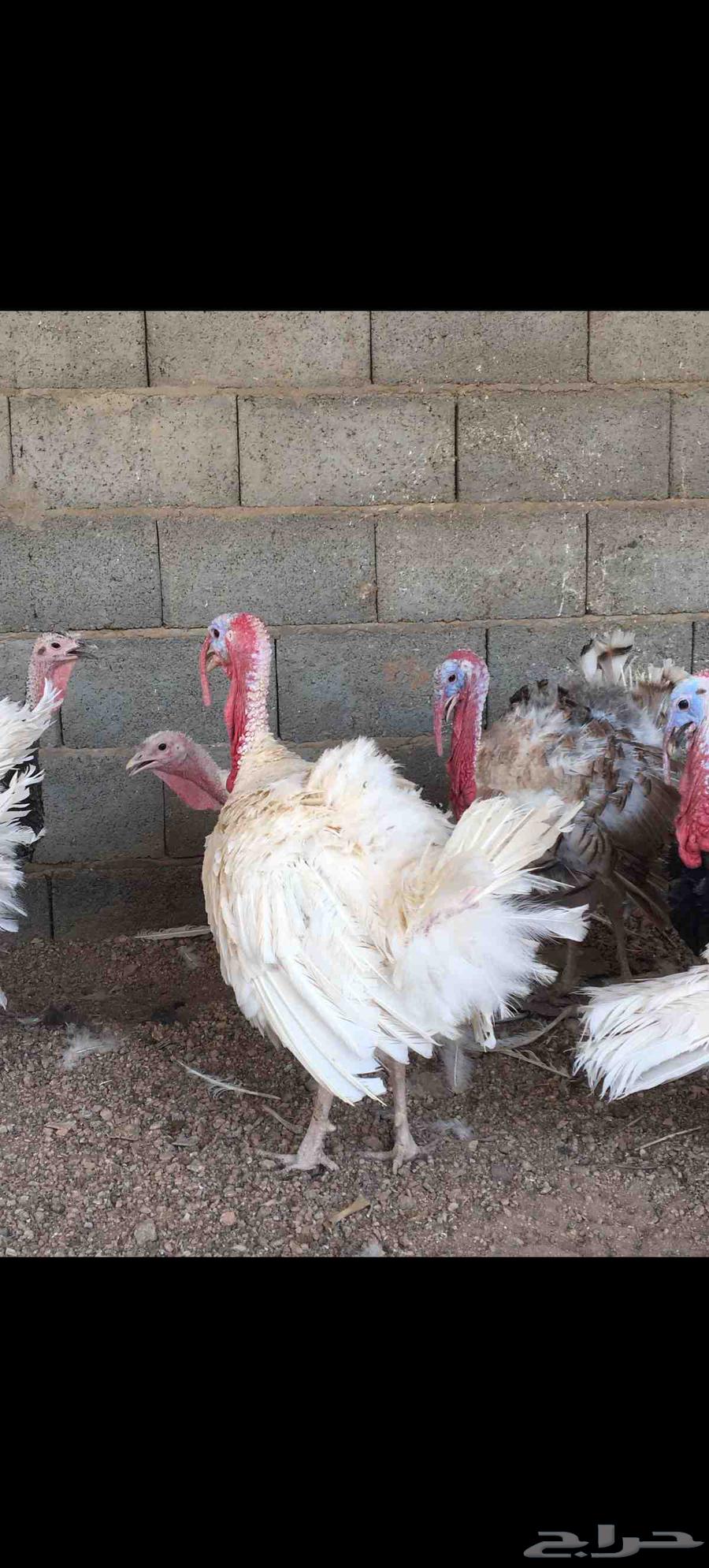 رومي للبيع64484552687235111