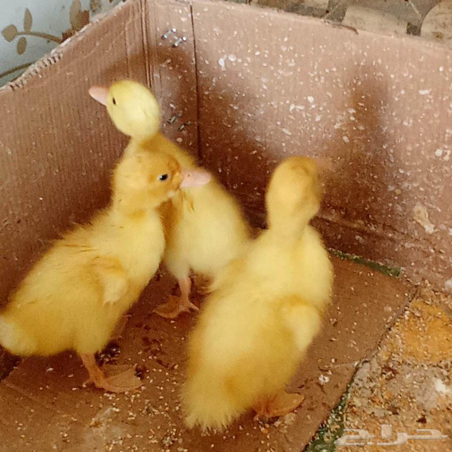 بط بكيني اليف64482782476419110