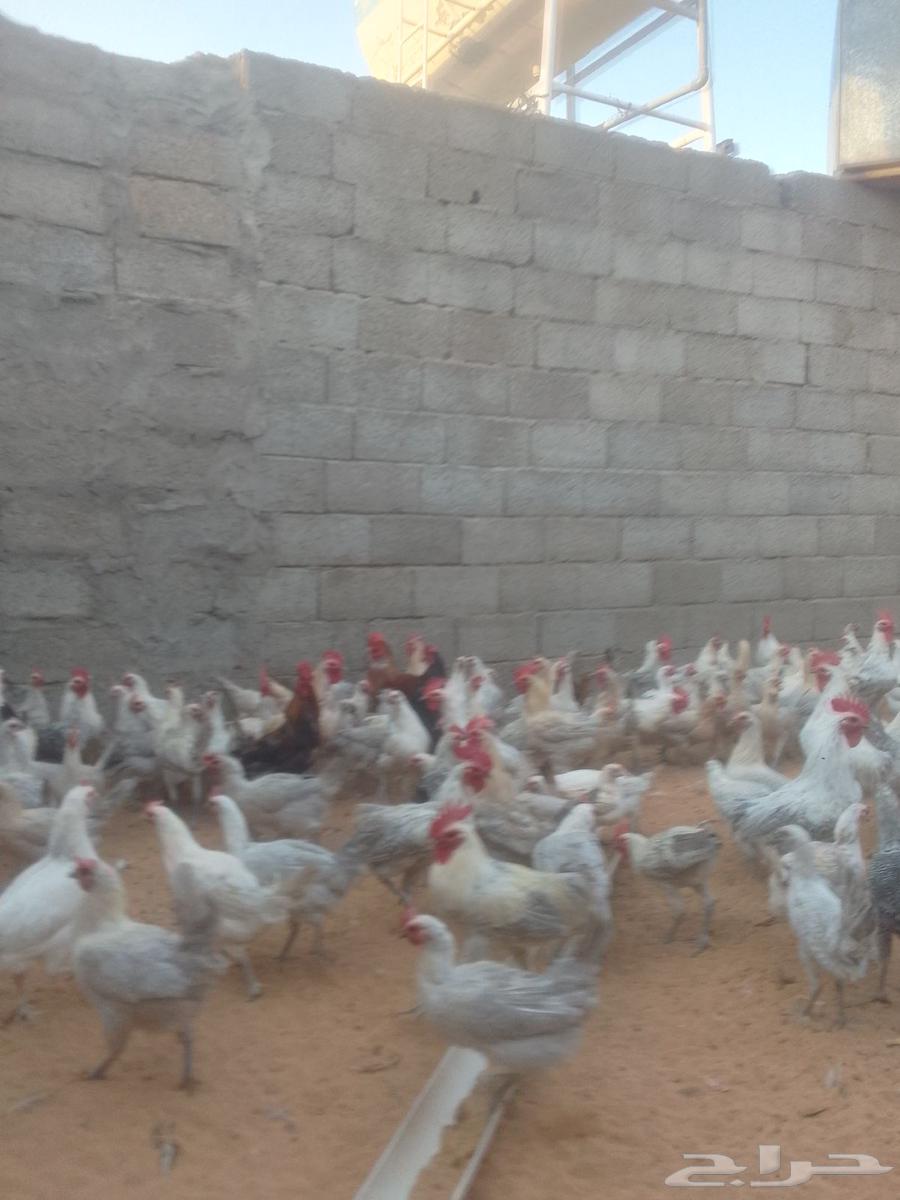 للبيع دجاج فيومي المنيوم بياض64483437921155112